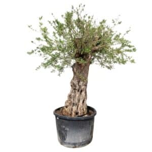 Olea Europaea Levantino 375Ltr