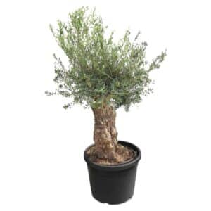 Olea Europaea Bonsai H120cm