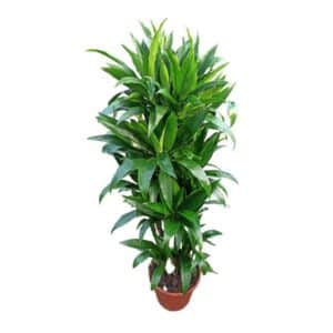 Dracaena Janet Craigh in Pot 30cm H90/150cm