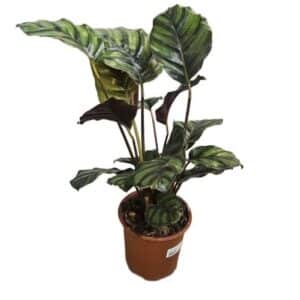 Calathea Fasciata in Pot 17cm