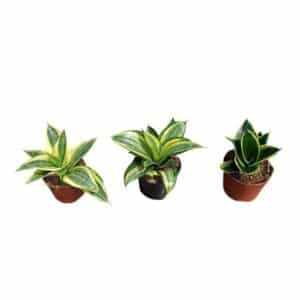 Sanseveria Nane Mix in Pot 9cm