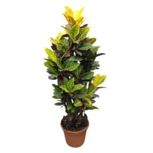 Croton Petra in Pot 30cm H120cm