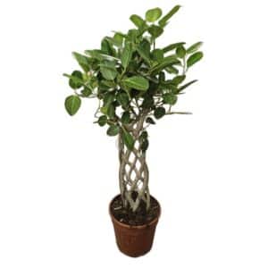 Ficus Benghalensis Braided Trellis Trunk in Pot 27cm