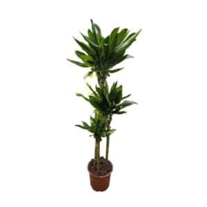 Dracaena Steudneri Gold H90-60-30cm