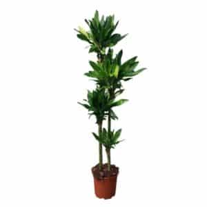 Dracaena Steudneri Gold H120-90-60-30cm