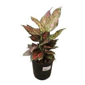Aglaonema Fluo in Pot 14cm