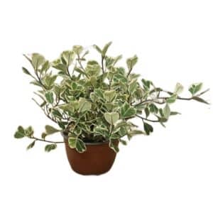 Ficus Triangularis in Bowl 17cm