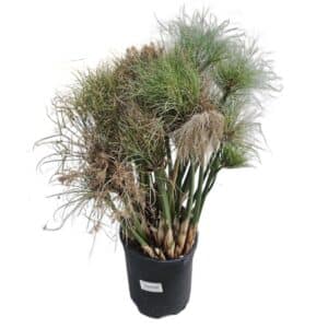 Cyperus Papyrus Dwarf in Pot 19cm