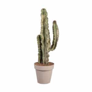 Euphorbia Eritrea Variegata In Pot 25cm H70-80cm