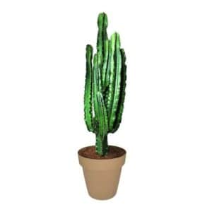 Euphorbia Eritrea in Pot 30cm H120cm