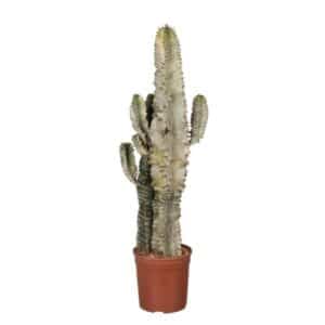 Euphorbia Eritrea 'Variegata' in Pot 19cm
