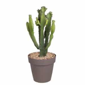 Euphorbia Triangularis In Pot 20cm