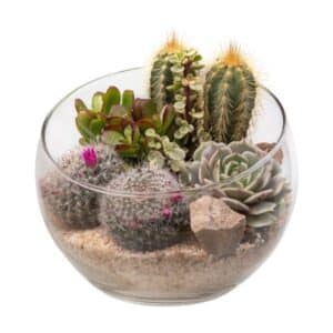 Cactus & Succulent Arrangment In Glass Bowl 16cm