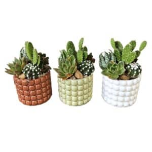 Cactus Arrangement In 'Dolomite' Ceramic Pot 10cm