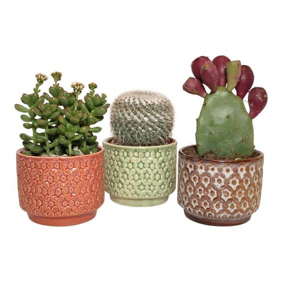 Cactus and Succulent Mix in Geo Ceramic Pot 10.5cm