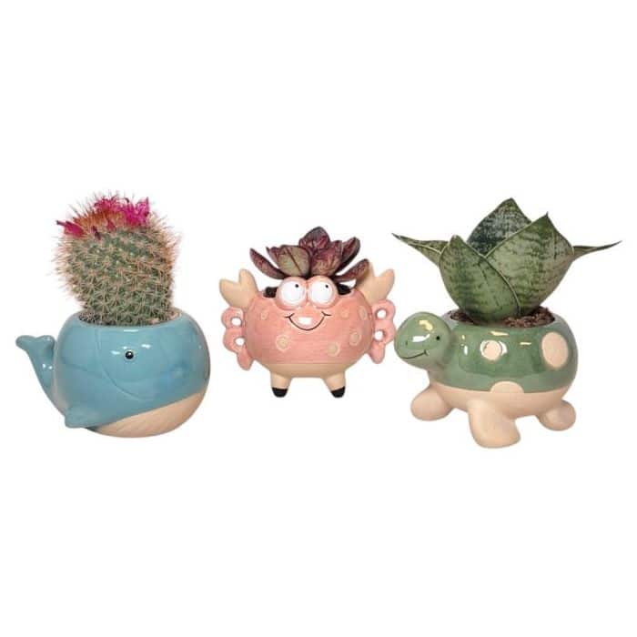 Cactus & Succulent In Marine Animal Ceramic Pot 10cm