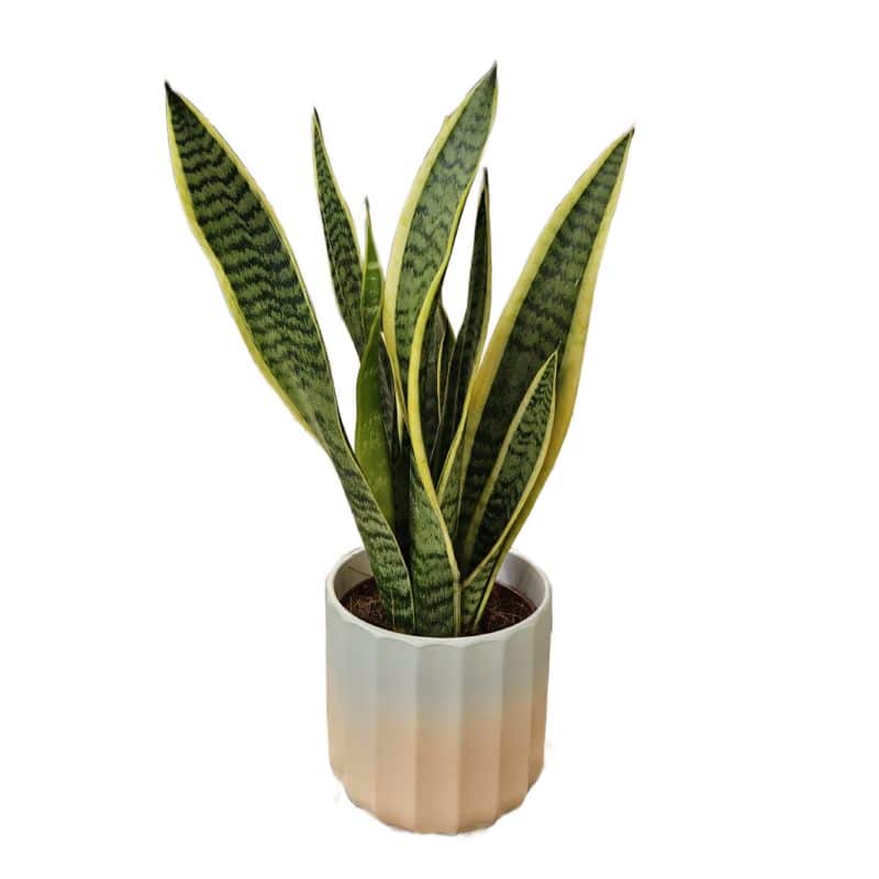 Sansevieria in Ceramic Pot 14cm