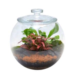 Terrarium Arrangement Sphere 20cm