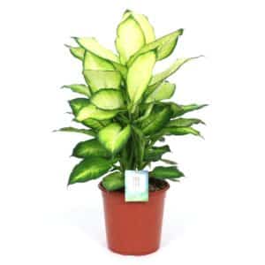 Dieffenbachia Summer in Pot 17cm