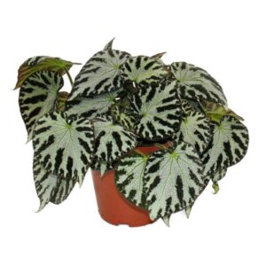 Begonia foliage 'Silver Jewell' in Pot 15cm