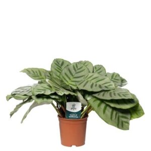 Calathea Bella Carline in Pot 14cm