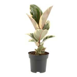 Ficus Elastica 'Tineke' in Pot 14cm