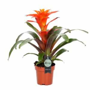 Guzmania Fiero Orange in Pot 12cm