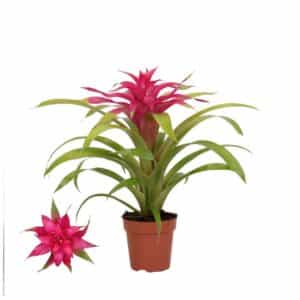 Guzmania Deseo Pink in Pot 12cm
