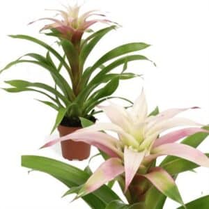 Guzmania Deseo Magical White in Pot 12cm