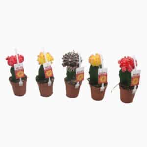 Gymnocalycium mih. Japan in Pot 5.5cm
