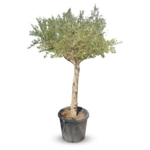 Olea Europaea Joven Alto 110cm Trunk
