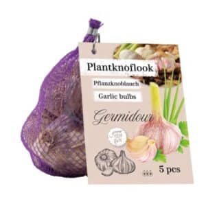 Germidour Garlic - 5 Bulbs