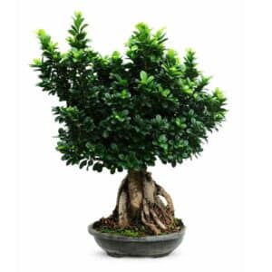 Bonsai Ficus Ginseng 5000g in Pot 40cm H90cm