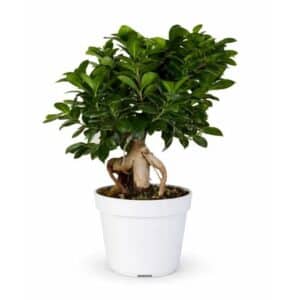 Bonsai Ficus Ginseng in Pot 18cm H50cm
