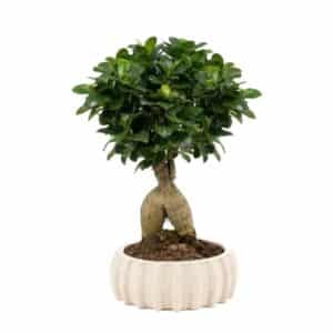 Bonsai Ficus Ginseng in Dioniso Pot 16cm H30cm