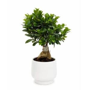 Bonsai Ficus Ginseng in Ceramic Pot 17cm H50cm