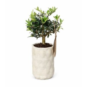 Bonsai Olivo in Andromeda Pot 12cm H30cm