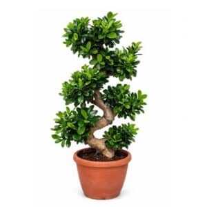 Bonsai Ficus Ginseng S-shape in Pot 40cm H100cm