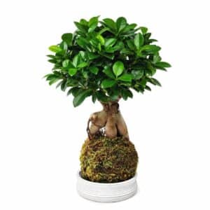 Kokedama Bonsai Ficus Ginseng in Pot 17cm H50cm