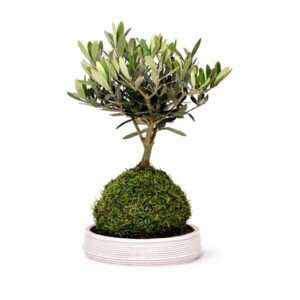 Kokedama Bonsai Olivo in Pot 16cm H40cm