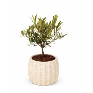 Bonsai Olivo in Dioniso Pot 13cm H20cm