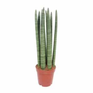 Sansevieria Cylindrica Candle in Pot 11cm H35cm