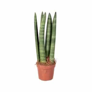 Sansevieria Cylindrica Candle in Pot 8cm H25cm