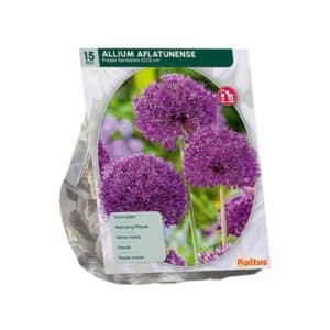 Allium Aflatunense ‘Purple Sensation’ - 15 Bulbs