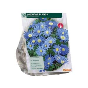 Anemone Blanda Blue - 100 Bulbs