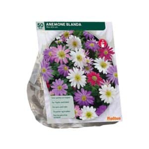 Anemone Blanda Mix - 50 Bulbs