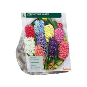 Hyacinth Mix - 9 Bulbs