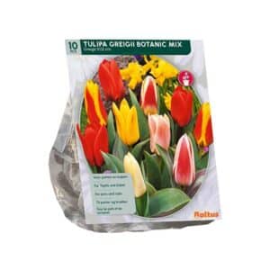 Tulip Greigii Mix - 10 Bulbs