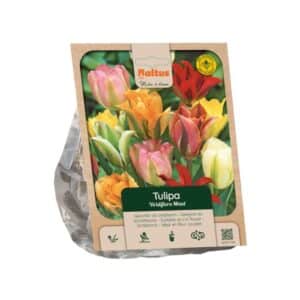 Tulip Viridiflora Mix - 15 Bulbs