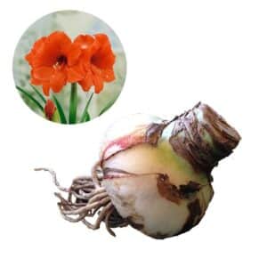 Amaryllis Super Orange - Loose Bulb